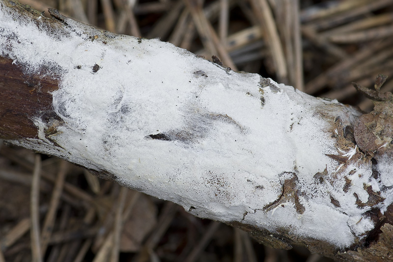 Sistotrema diademiferum